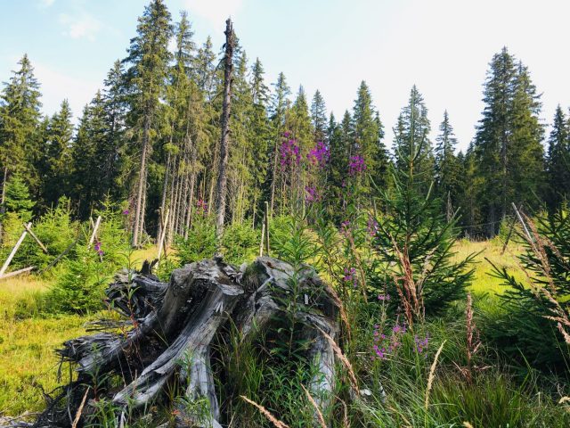 Sumava Natiional Park in the Czech Republic