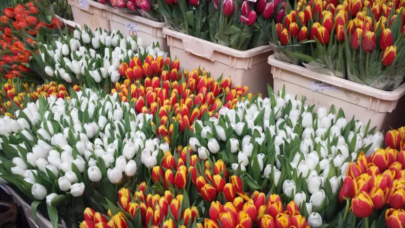 White, orange and yellow tulips with green leaves in light pink plastic boxes at Colombia Road Flower Market in London