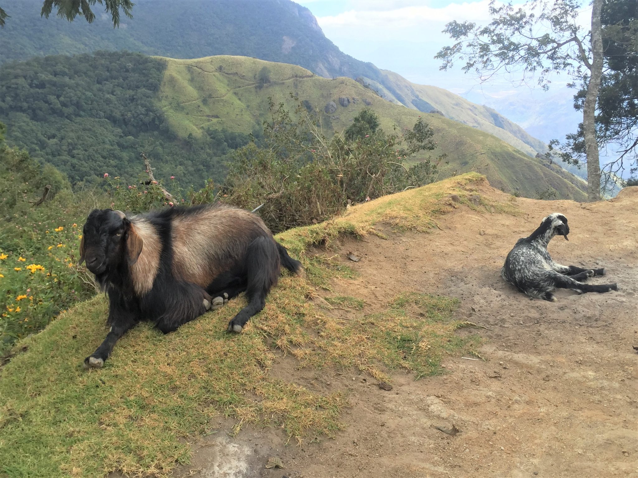 Goats in Eravikulam National Park, Munar, India