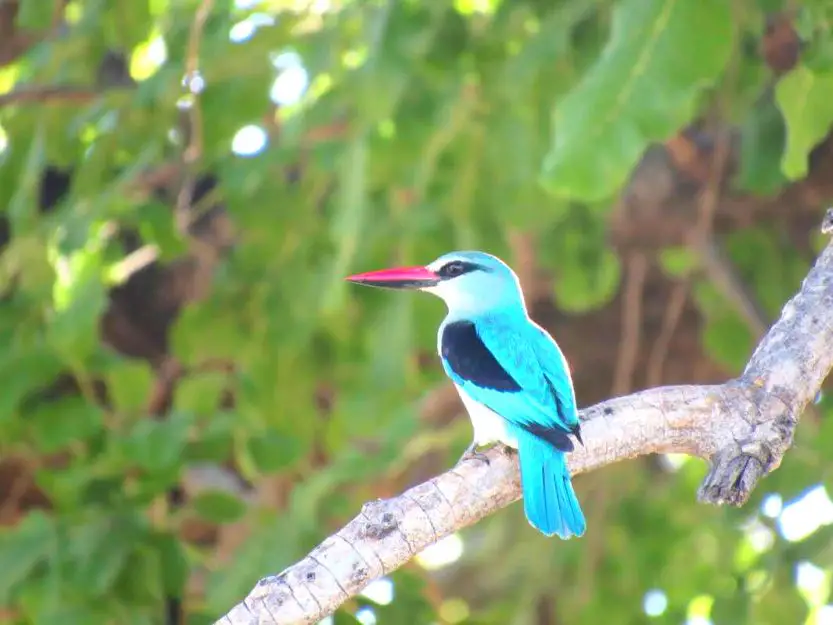 Best Time to Visit Tanzania for Birding, Image of Woodland Kingfisher