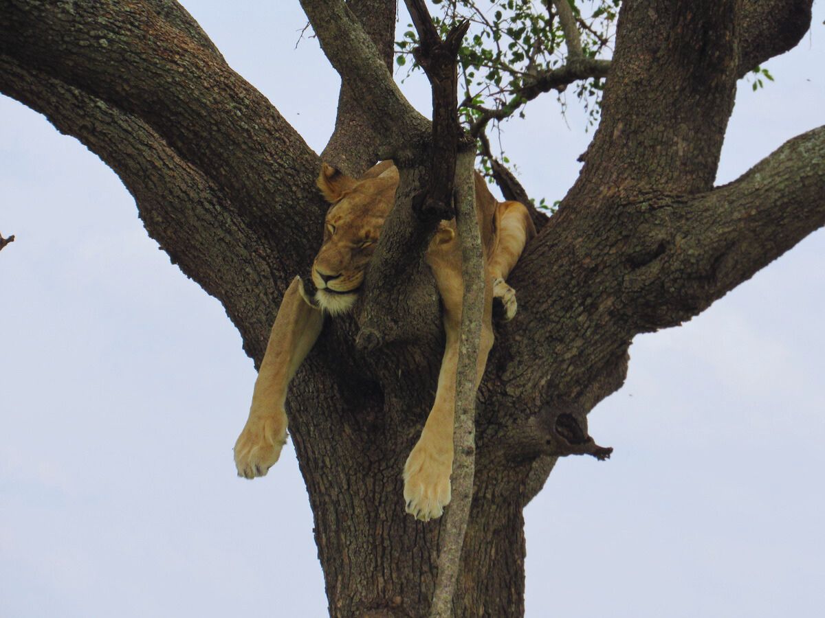 Best Time to Visit to Visit Tanzania, Image of Tree Climbing Lion