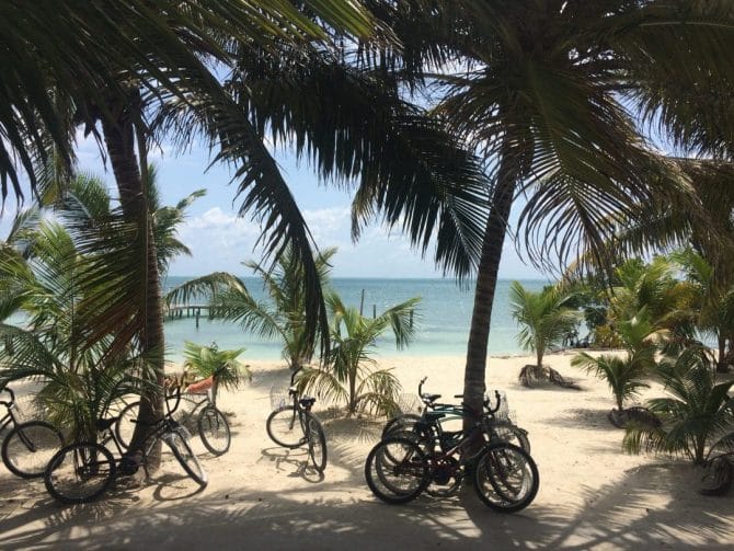 Bicycles on Caye Caulker under palm trees