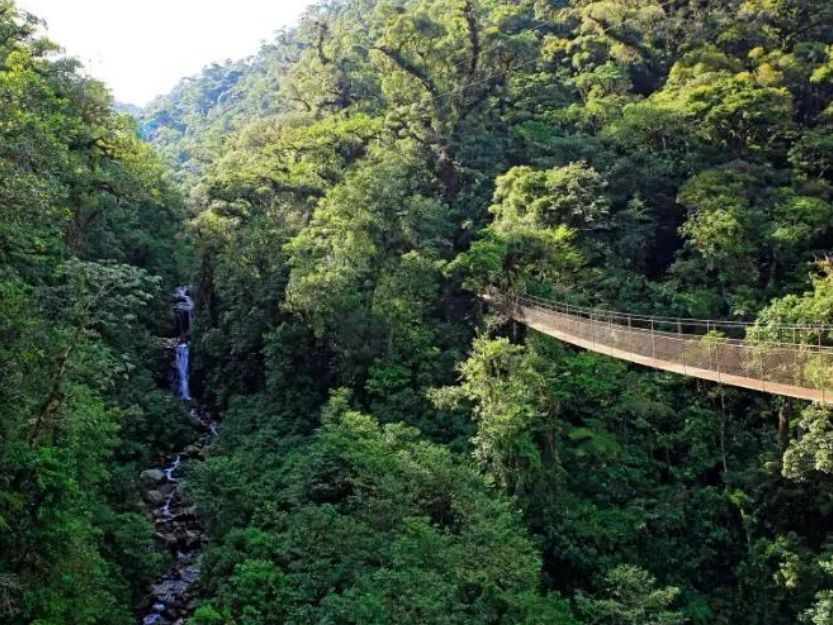 Zipline and Canopy Tour in Boquete. Rope bridge leading into the green rainforest canopy with waterfall in background