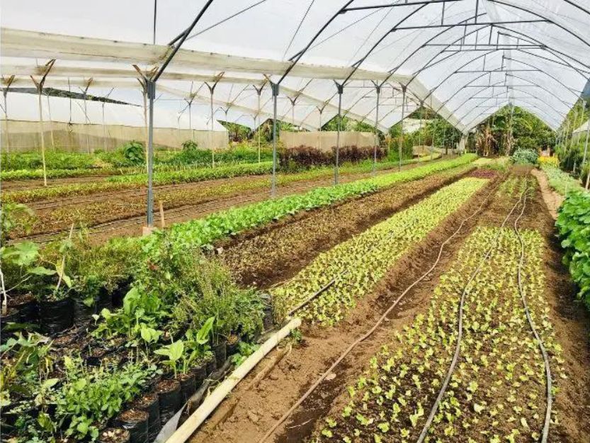 Caoba Farms in Antigua, Guatemala