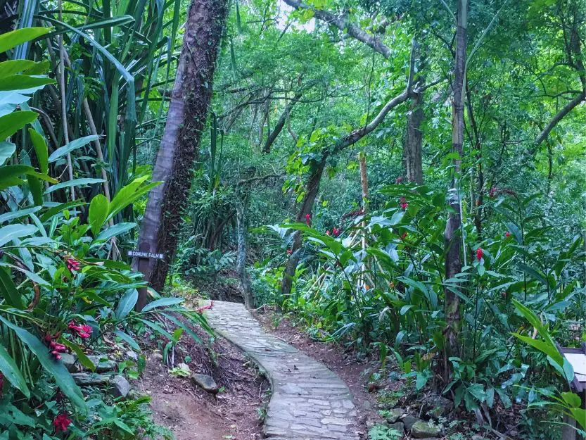 Nature trail in Carambola Botanical Gardens on Roatan in Honduras