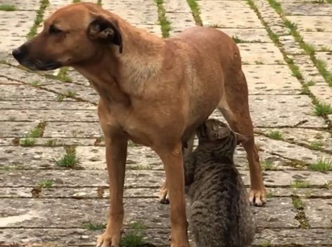 Fully grown cat suckling from a dog in Sicily