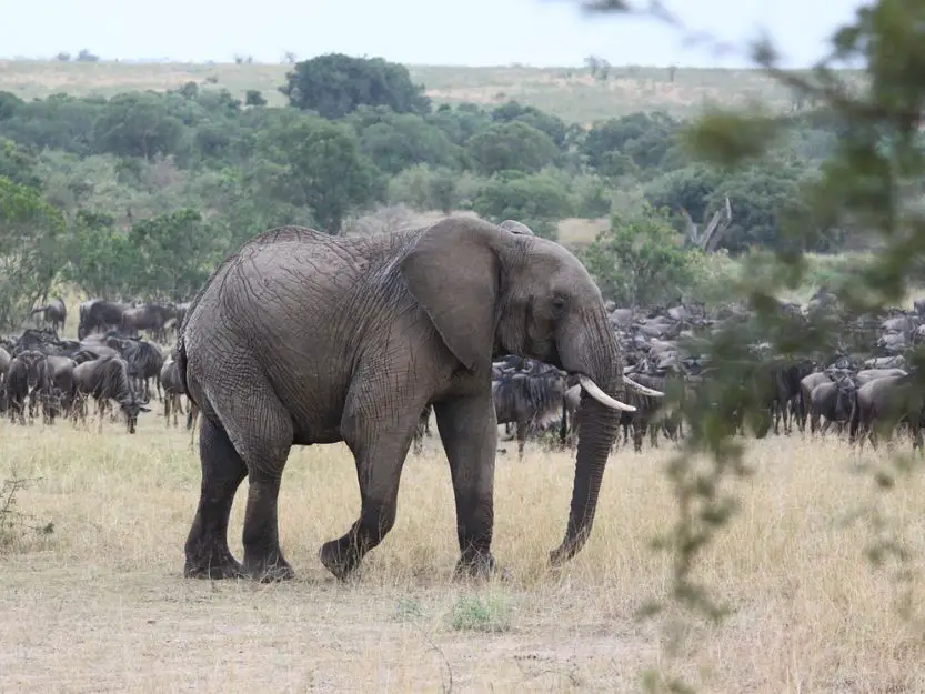 Elephant in front of a herd of wildebeest during great migration