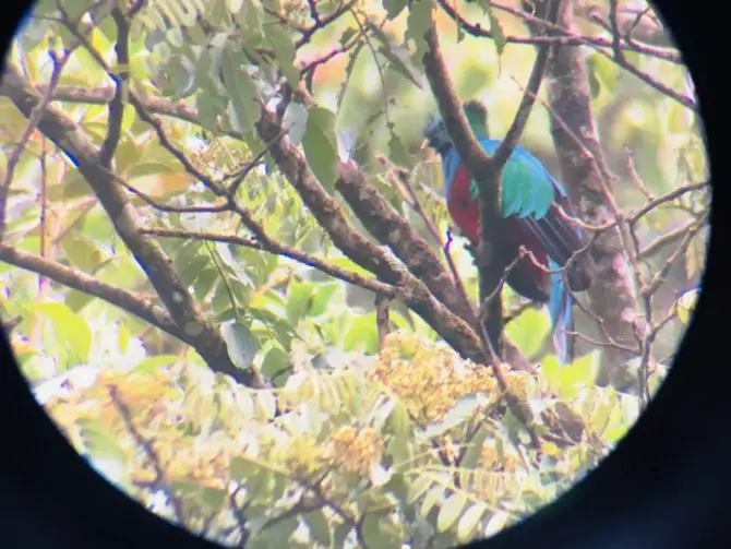 Female Quetzal Bird Through Binoculars