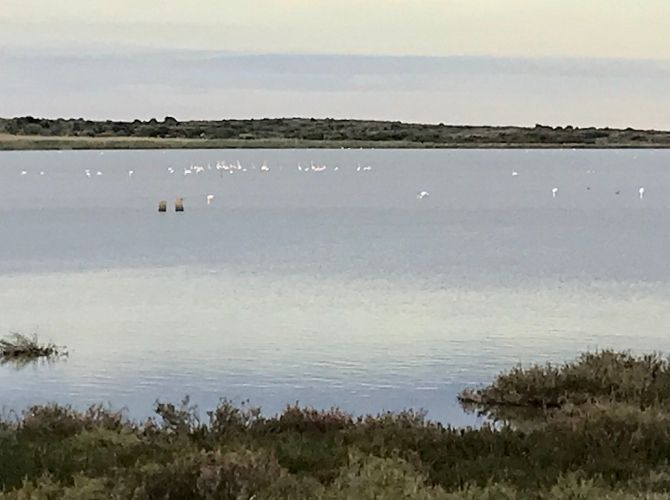 Flamingos at Vendicari Nature Reserve in Sicily.