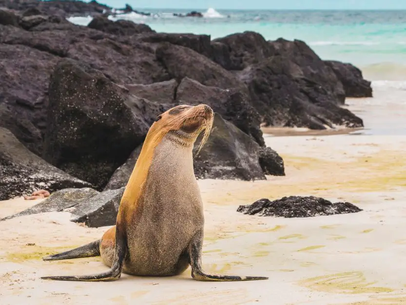 Sealion on a beach on a Galapagos Islands cruise