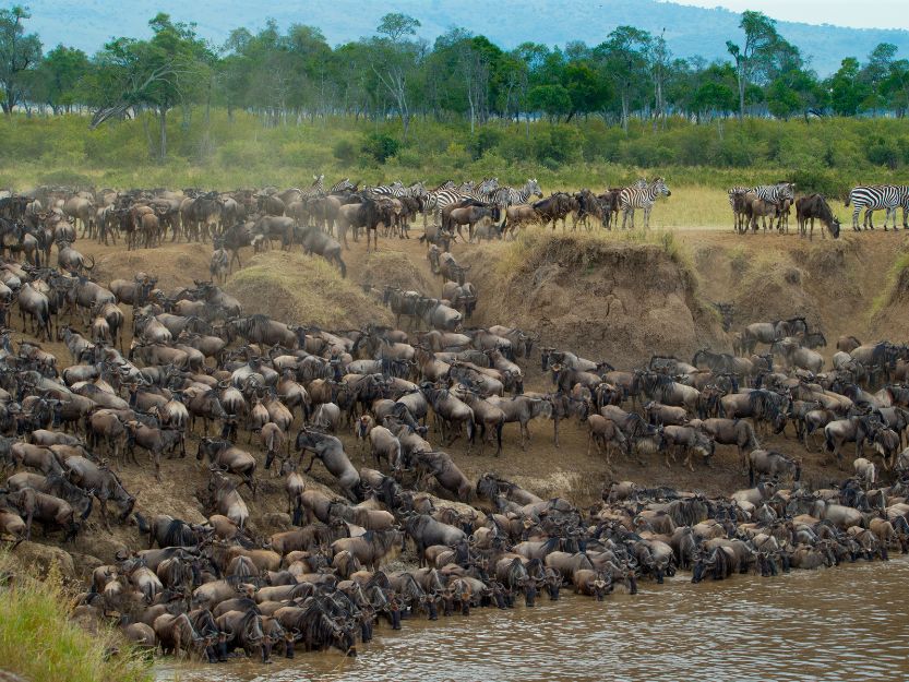 Great Migration in Kenya, wildebeest and zebra crossing a river