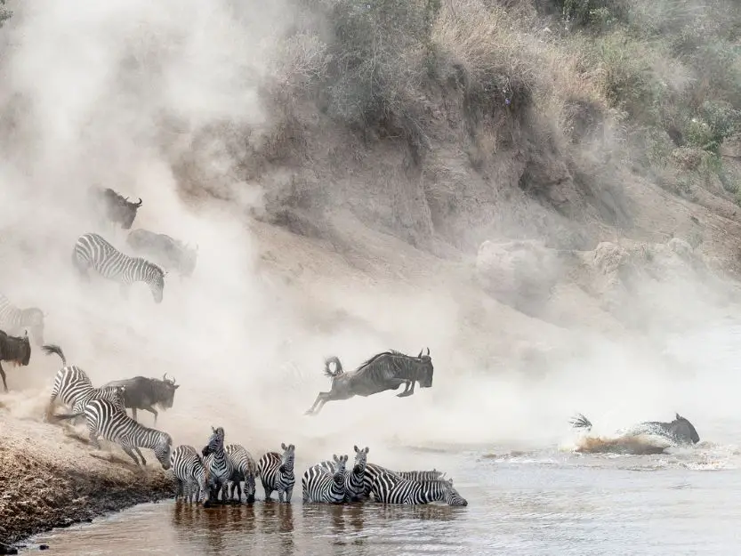 Great Migration in Kenya River Crossing with zebras and wildebeest