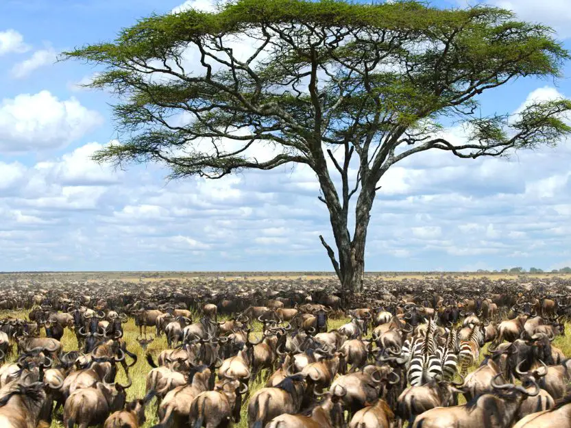 Herds of Wildebeest and Zebra under a tree during the great migration in Kenya