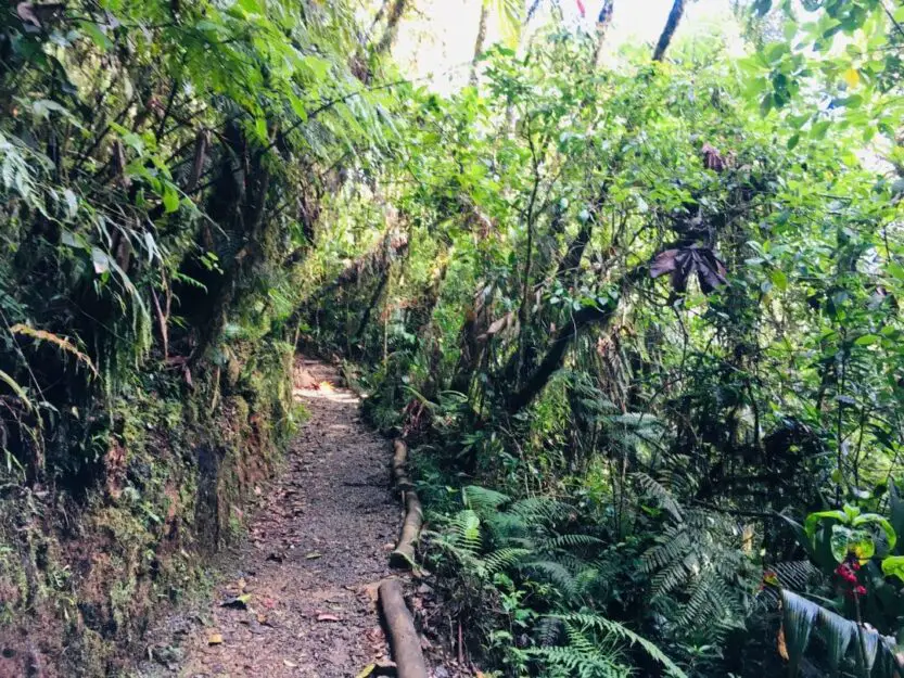 Hiking Trail in Biotopo del Quetzal, dirt trail surrounded by green rainforest