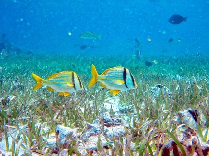 Hol Chan Marine Reserve, Belize colourful fish