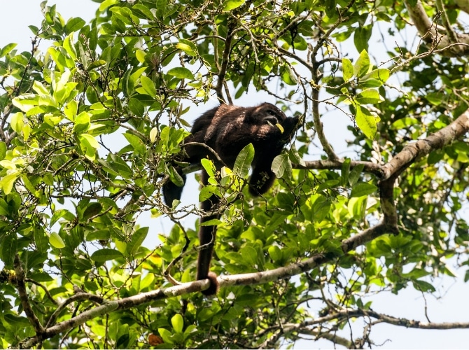 Howler Monkey at Tikal