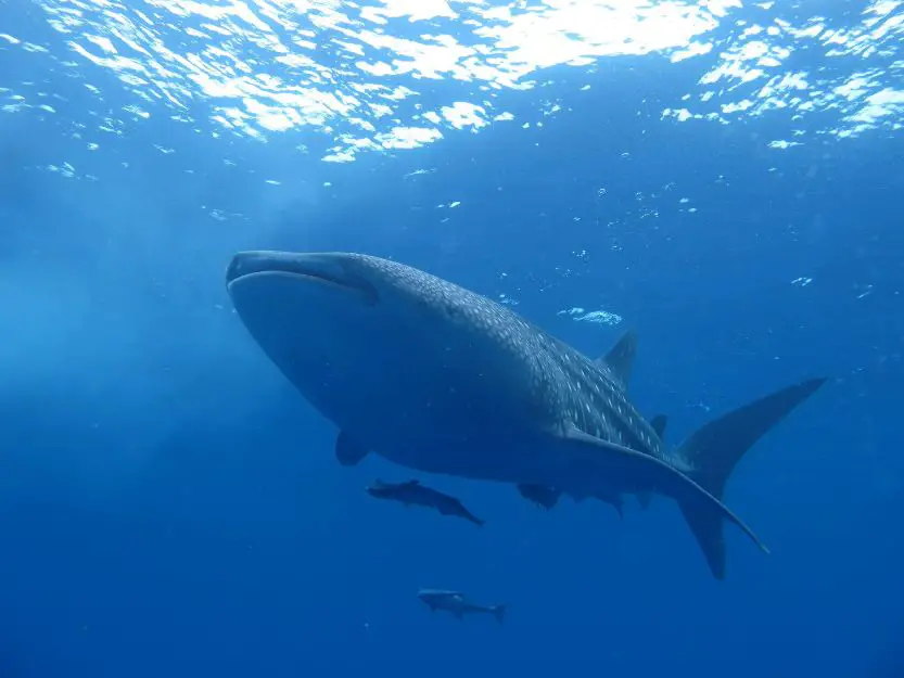 Huge whale shark under the blue sea near Utila in Honduras