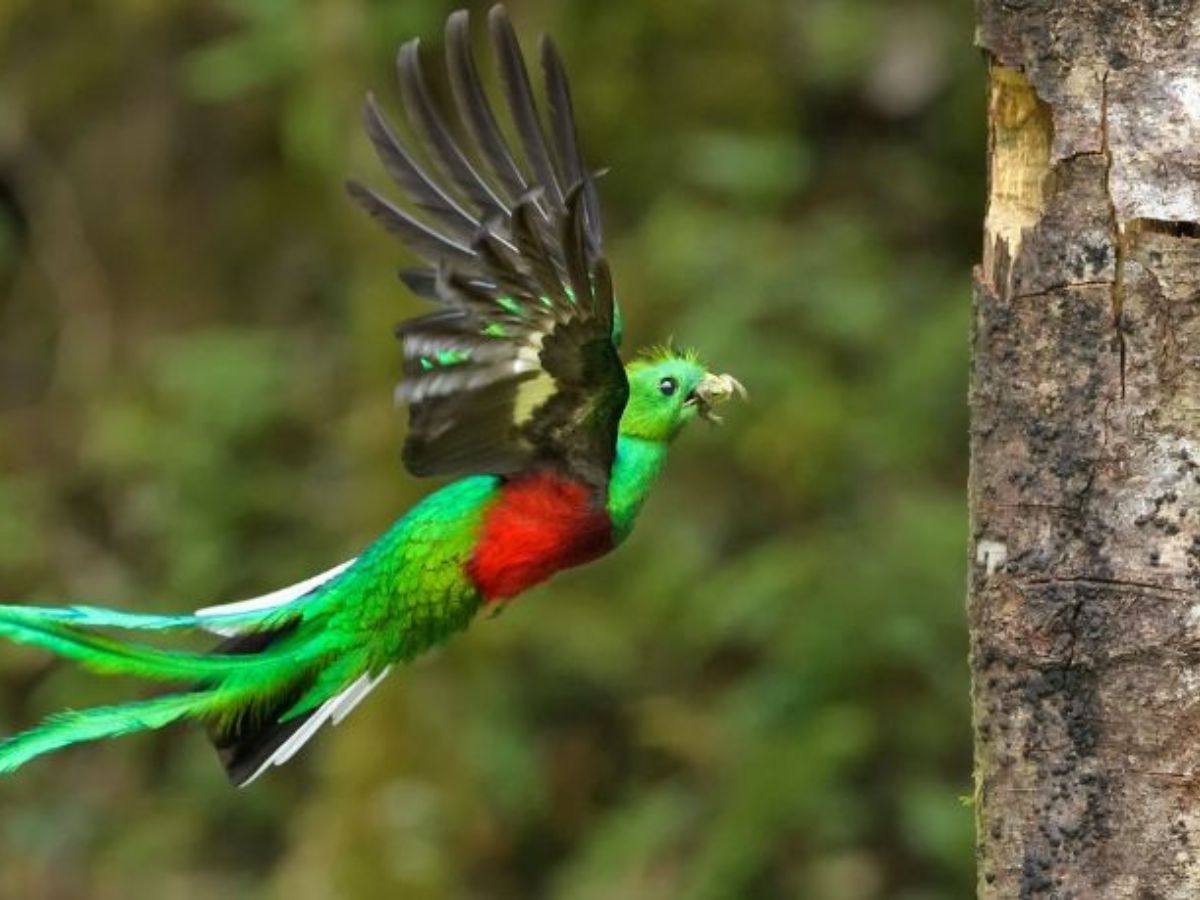 Beautiful green and red Quetzal bird in Biotopo del Quetzal in Guatemala