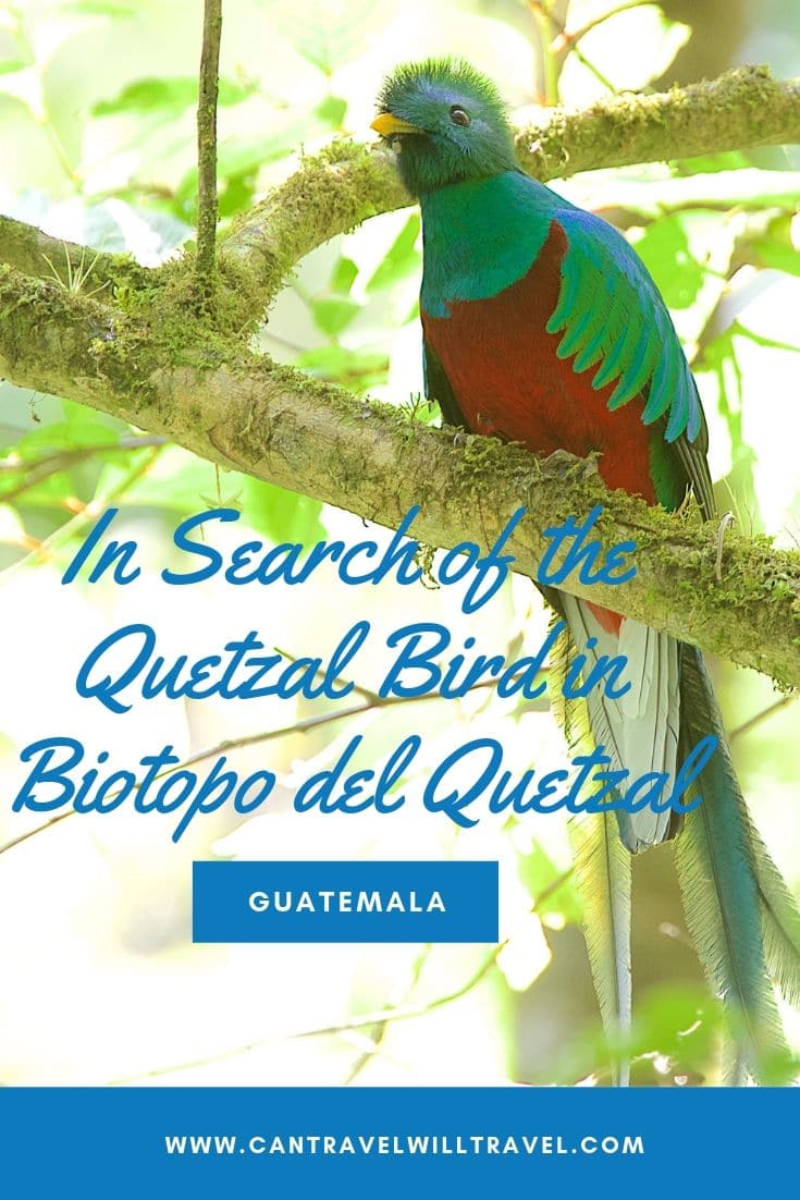 In Search of the Quetzal Bird in Biotopo del Quetzal in Guatemala