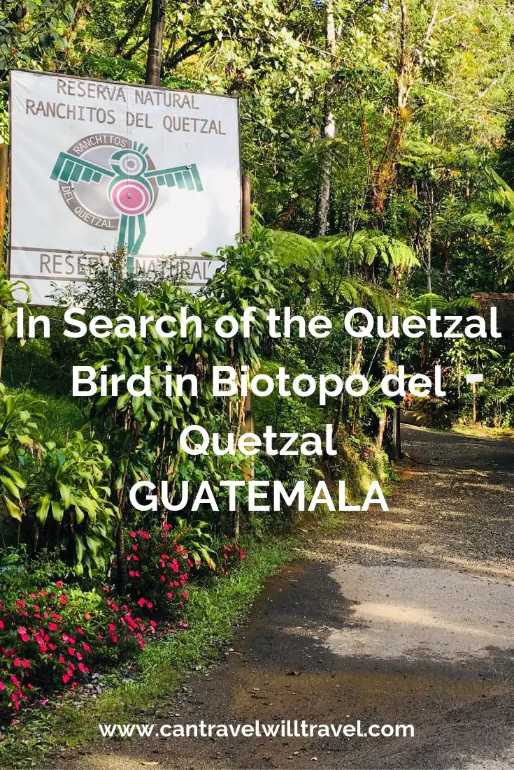 In Search of the Quetzal Bird in Biotopo del Quetzal, Guatemala