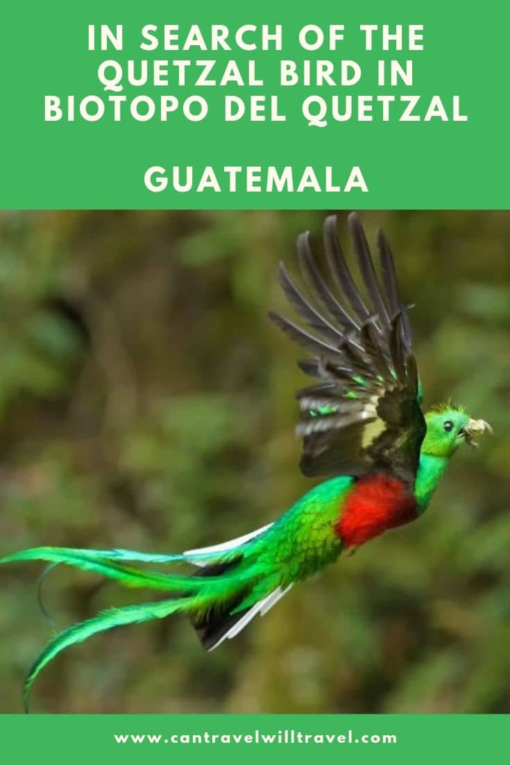 Searching for the Quetzal Bird in Biotopo del Quetzal in Guatemala