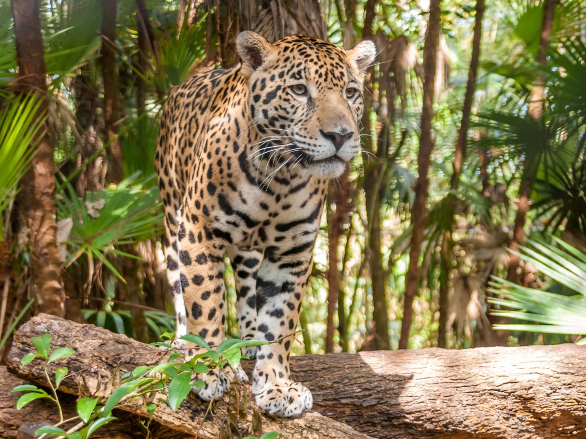 Jaguar in Cockscomb Basin Wildlife Sanctuary in Belize