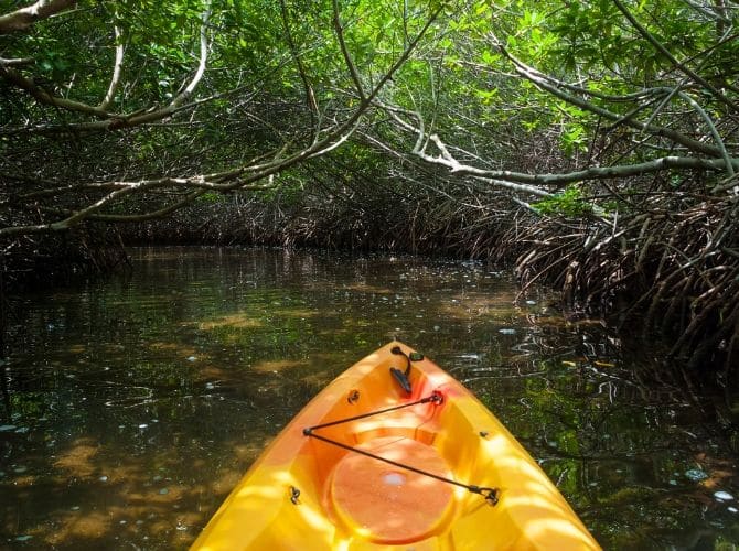 Mangrove kayaking in Placencia, Belize