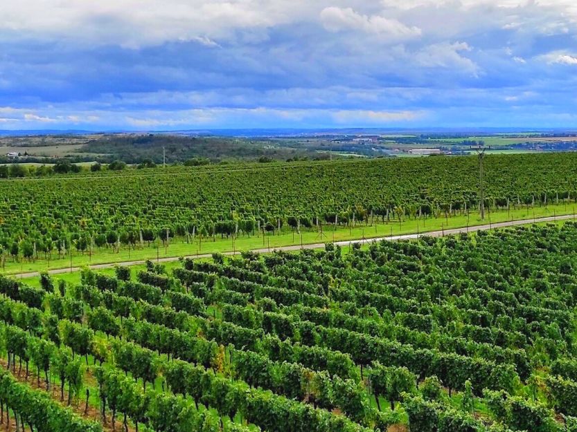 Zahofer Winery near Znojmo in Czech Republic