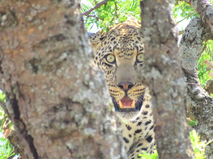 Image of a leopard in the Serengeti, looking out from between tree branches