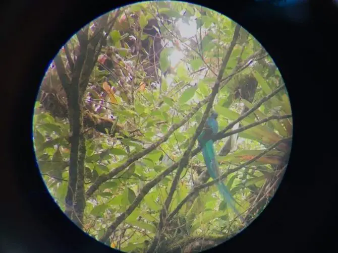 Male Quetzal Bird Through Binoculars