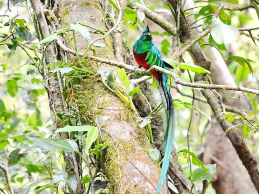 Male Quetzal Bird in Biotopo del Quetzal with bright green feathers and tail and red breast.