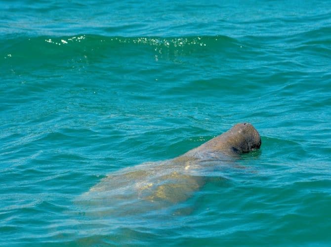 Manatee on the Monkey River Eco Tour in Placencia, Belize