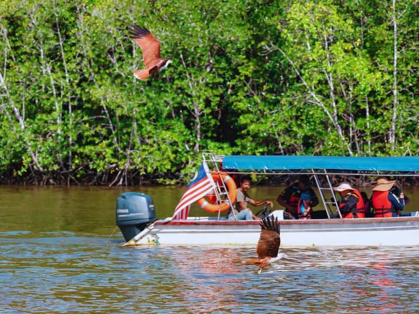 Mangroves Tour in Langkawi, Malaysia Motorboat on mangrove tour on the river in Langkawi with eagles in the foreground and mangroves in the background