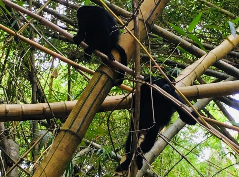 Monkeys on Monkey River Eco Tour in Placencia