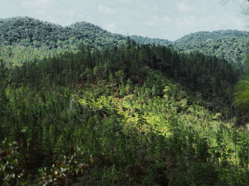 Mountain Pine Ridge Forest Reserve in Belize. Green pine forest covered mountain ridge