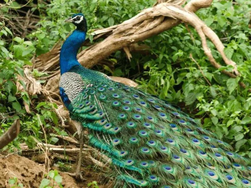 Peakcock in Bundala National Park