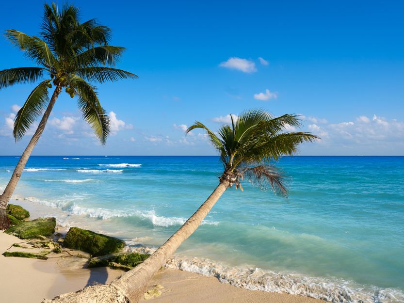 Two plam trees on a white sand beach with blue sea and sky in the background.