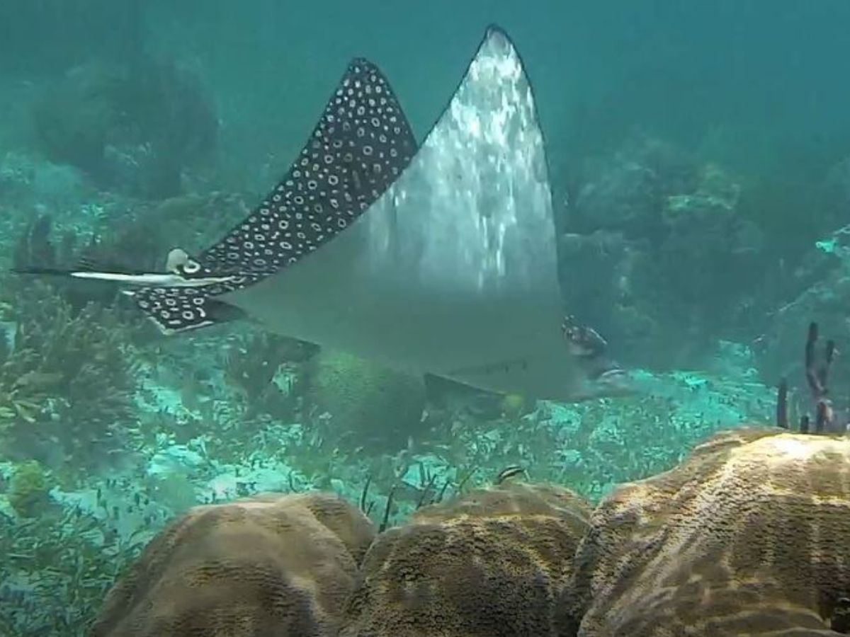 Puerto Morelos Snorkeling - image of a spotted stingray
