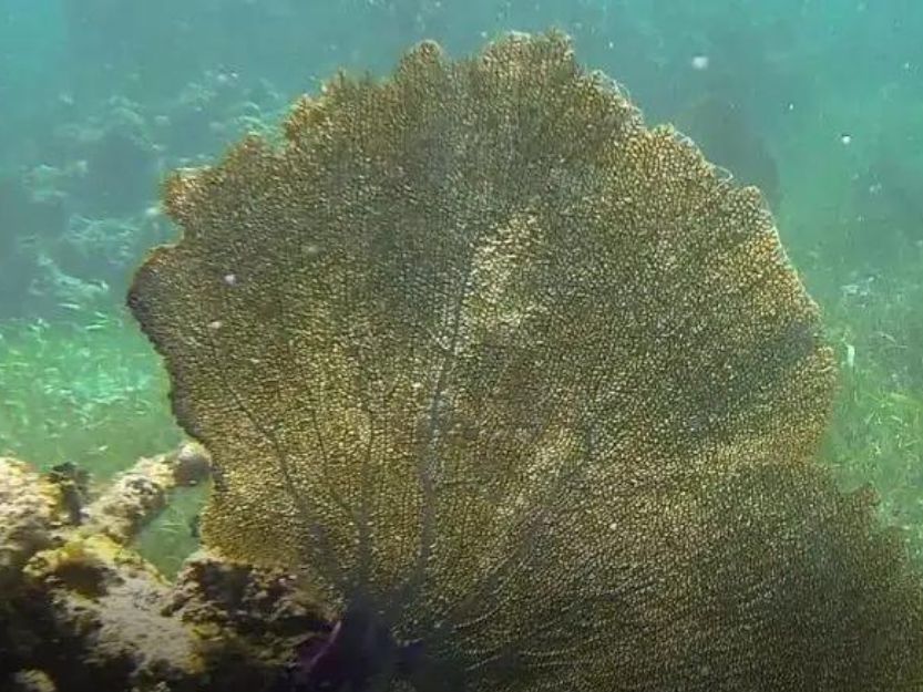 Sea fern on Puerto Morelos snorkelling tour