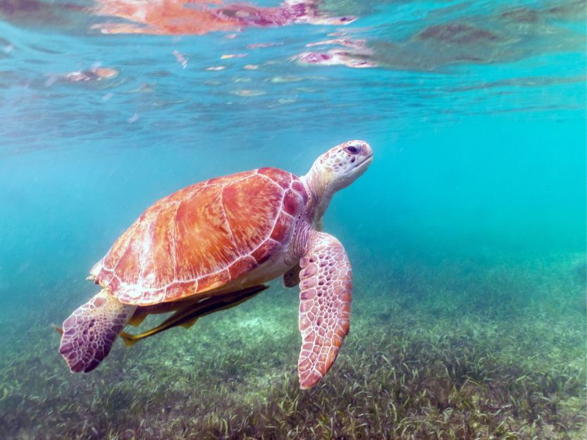 Sea turtle in blue sea in Mexico