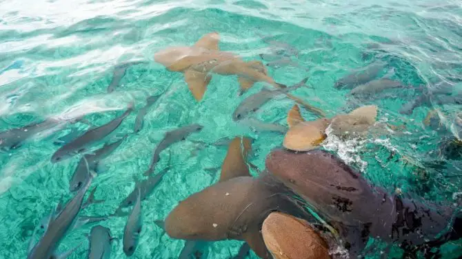 Frenzy of sharks in Shark Ray Alley, Belize