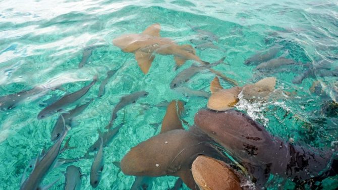 Frenzy of sharks in Shark Ray Alley, Belize