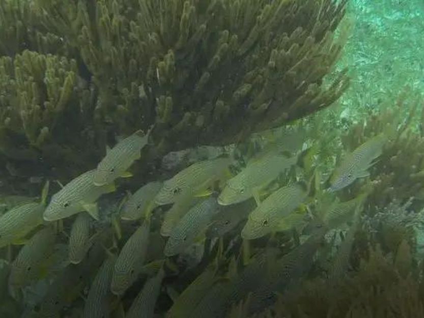 Shoal of fish on snorkelling tour near Puerto Morelos