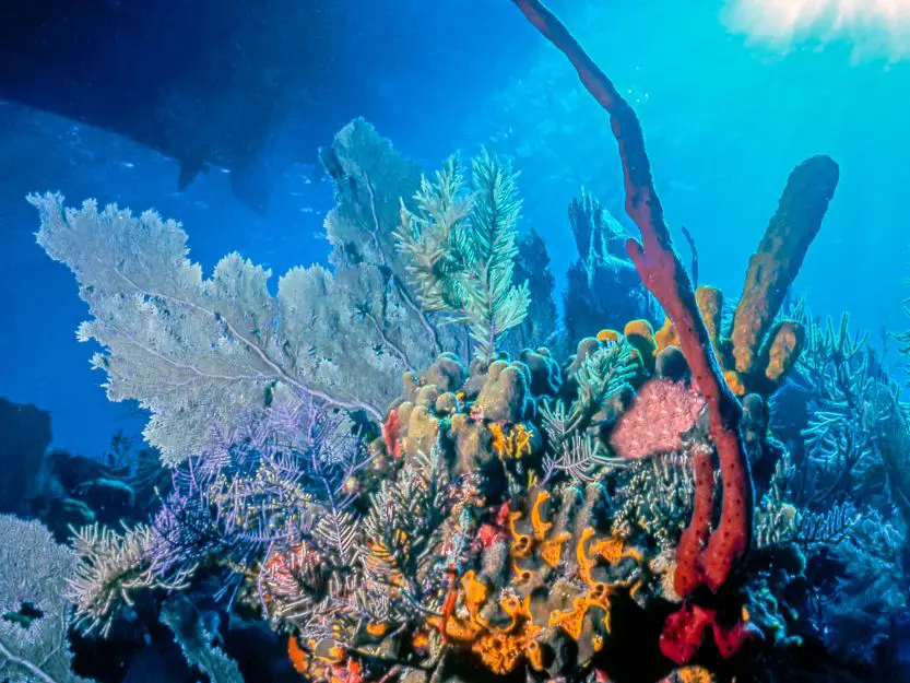 Snorkelling colourful Mesoamerican Reef on Roatan Island in Honduras.