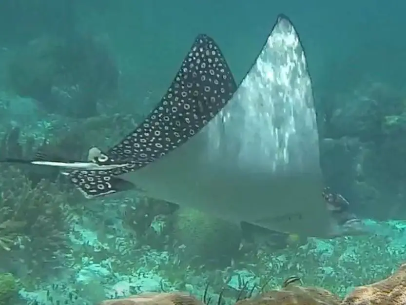 Spotted Eagle Ray on Puerto Morelos snorkelling tour