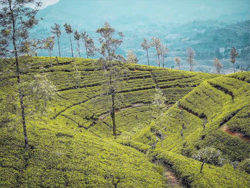 Lush, green, tea plantation views from the Kandy to Ella train in Sri Lanka.