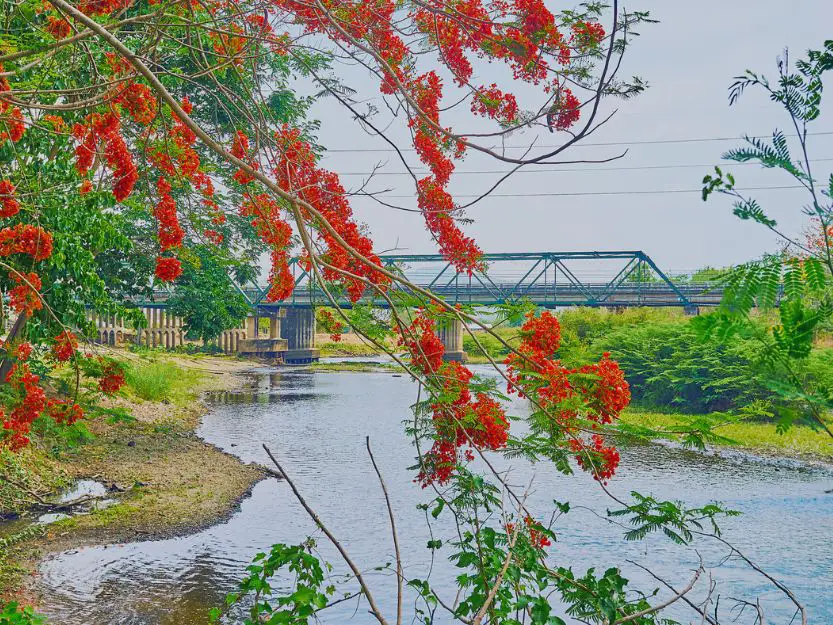 Metal Tha Pai Memorial Bridge in the background over the river with a tree with green leaves and bright red flowers in the foreground
