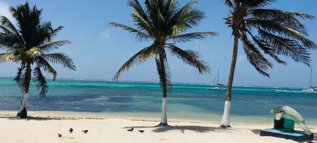 Fun things to do in San Pedro, Belize, white sand beach with three palm trees and a manatee statue.