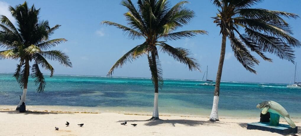 Fun things to do in San Pedro, Belize, white sand beach with three palm trees and a manatee statue.