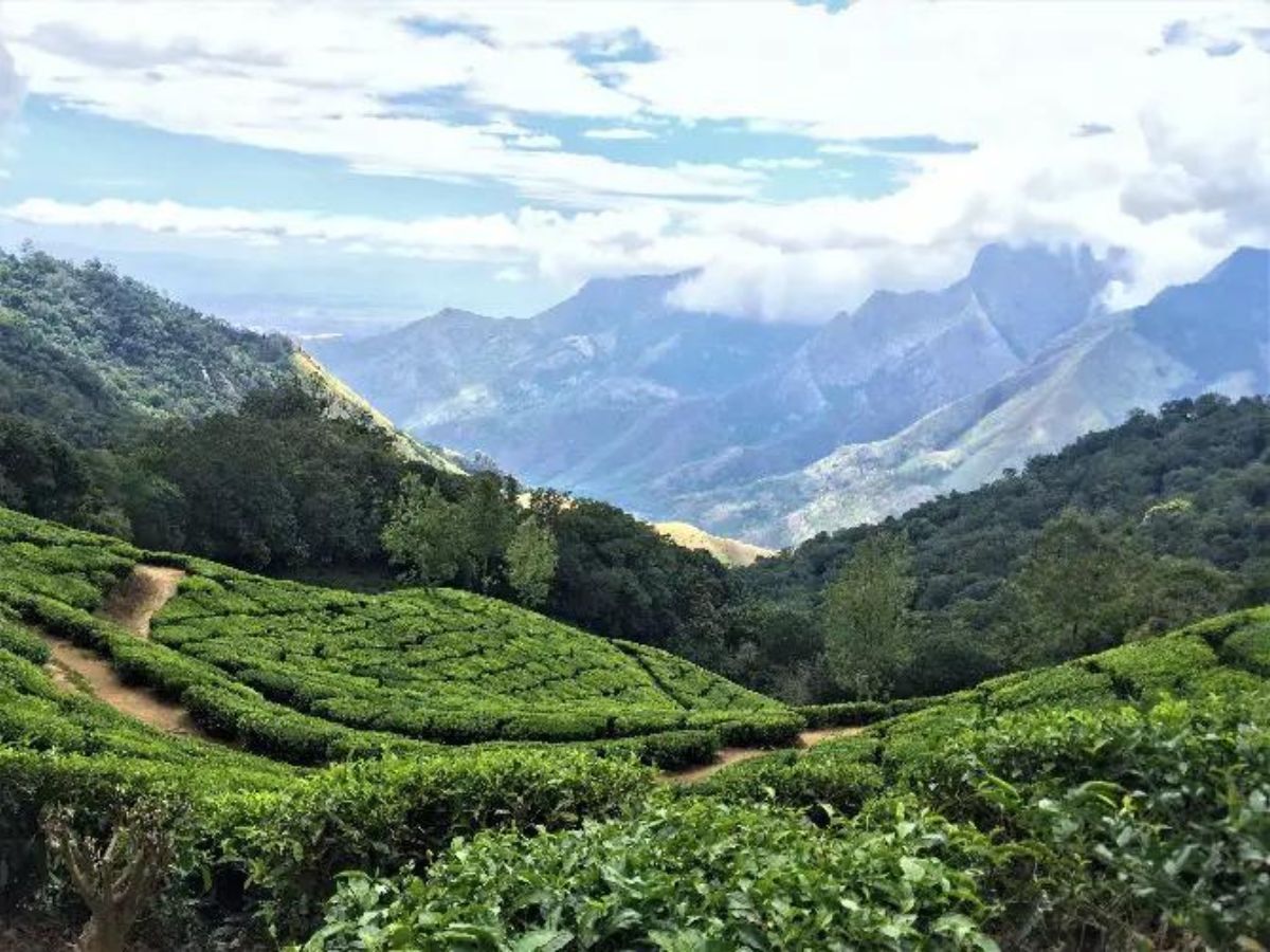 Looking down hill over a tea plantation with a massive valley and mountains in the background.
